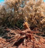 Francia detecta una planta con Xylella fastidiosa