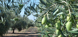 Nuevo convenio con Islas Baleares para la lucha contra la Xylella fastidiosa