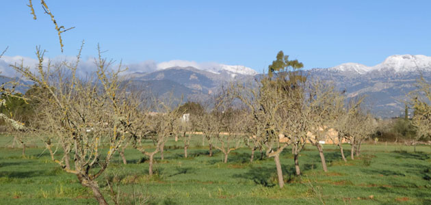 Identifican los insectos responsables de la transmisión de la Xylella fastidiosa en Baleares
 

 