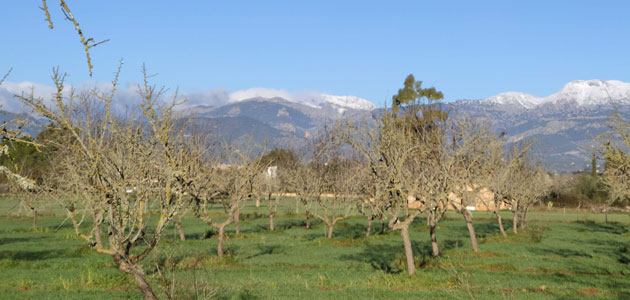 Identifican los insectos responsables de la transmisión de la Xylella fastidiosa en Baleares
 

 