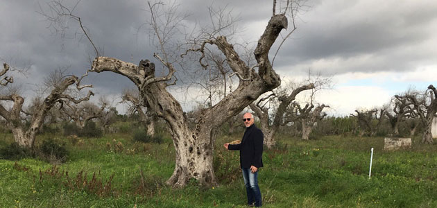 Expertos internacionales abogan por fortalecer la colaboración científica y técnica para evitar la propagación de la Xylella fastidiosa