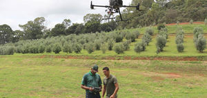 Investigadores de Brasil realizan estudios para detectar la Xylella fastidiosa en los olivos