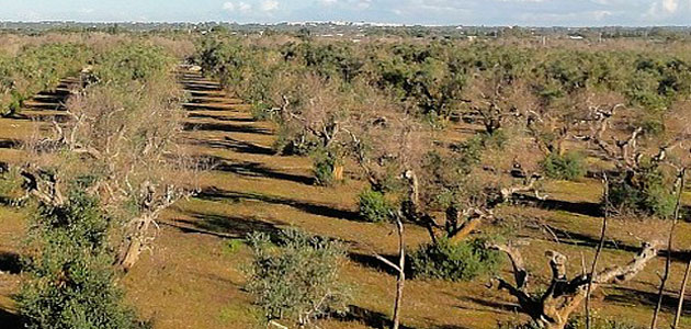 El presente y el futuro de la Xylella en España, a debate en el marco del proyecto LIFE Resilience