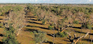 Situación de la Xylella fastidiosa en el territorio comunitario