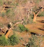 Expertos internacionales analizarán en noviembre en Bruselas cómo combatir la Xylella fastidiosa