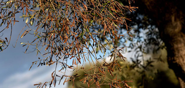 La Generalitat Valenciana y la Universidad de Alicante colaborarán en la lucha contra la Xylella fastidiosa