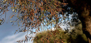 La variedades lecciana y leccio del corno se podrán utilizar para la replantación de olivos en las zonas infectadas por la Xylella