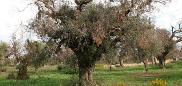 Un análisis genético de la Xylella fastidiosa podría ayudar a combatir sus efectos