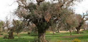 Un análisis genético de la Xylella fastidiosa podría ayudar a combatir sus efectos