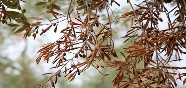 Bari acogerá en noviembre un seminario internacional sobre la Xylella fastidiosa