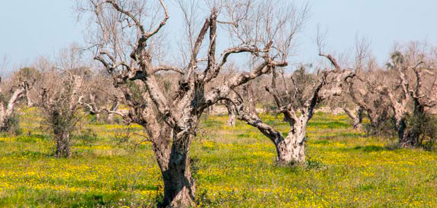 Publicado el primer modelo de distribución multiescalar y multifactorial de la Xylella fastidiosa