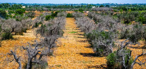 La EFSA realiza una consulta pública sobre la gestión de la Xylella fastidiosa en la UE