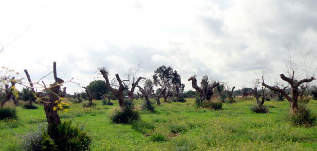 ¿Quieres saber más sobre la Xylella fastidiosa?