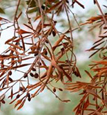 La UE financiará nuevas investigaciones sobre la Xylella fastidiosa