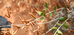 La FAO presenta medidas preventivas contra la Xylella fastidiosa en Egipto