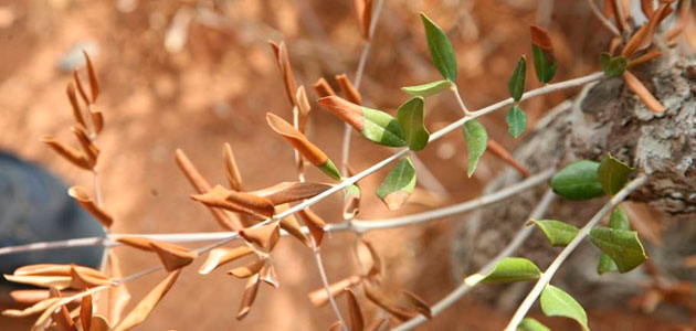 La Generalitat Valenciana colabora con el Colegio Oficial de Ingenieros Agrónomos de Levante para informar sobre la Xylella fastidiosa