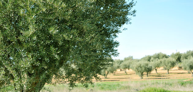 Las poblaciones de Xylella fastidiosa que más afectan a Europa provienen de EEUU