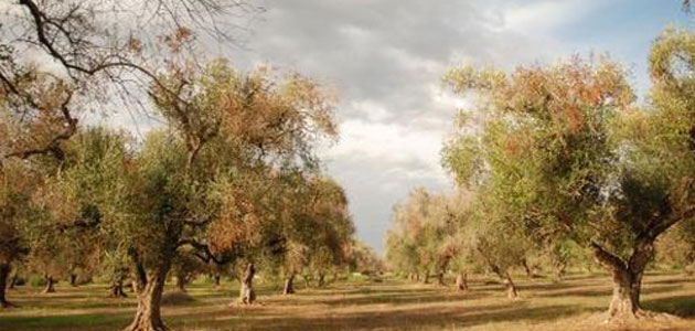 El análisis genómico asigna a la subespecie Multiplex la causa del brote de Xylella fastidiosa detectado en Alicante