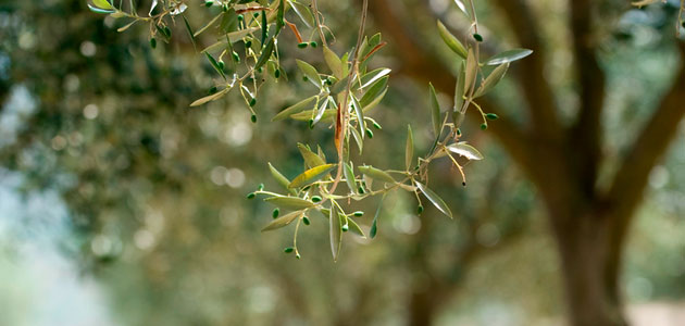 Detectados los dos primeros casos de olivos con Xylella fastidiosa en Francia