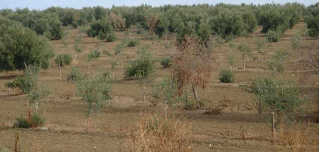 Evaluación de resistencia a la Xylella fastidiosa en olivo