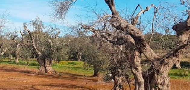 Nace en Italia una plataforma electrónica para prevenir la Xylella fastidiosa