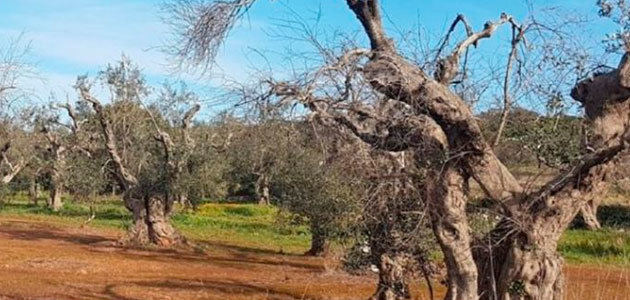 Italia inicia el plan para la regeneración del olivar de Puglia