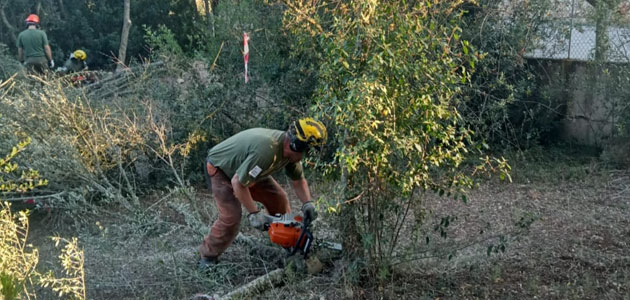 El Gobierno balear elimina acebuches afectados por la 'Xylella Pauca ST53' en Sencelles (Mallorca)