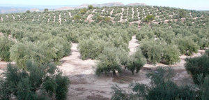 Un modelo matemático caracteriza distintas enfermedades producidas por la Xylella fastidiosa