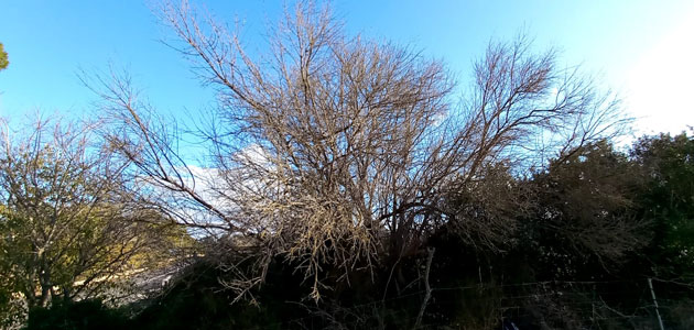 Baleares elabora un nuevo Plan de Contención de la Xylella al detectar por primera vez la subespecie 'Pauca ST53'