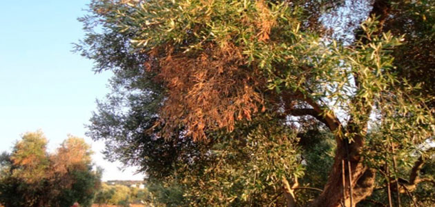 El origen de la Xylella fastidiosa en Italia