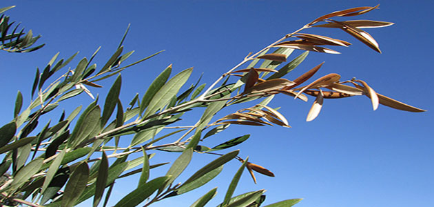 Detectado en Madrid el primer caso de Xylella fastidiosa en un olivo