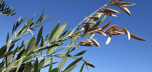 El Mapama establece medidas específicas de prevención en relación con la Xylella fastidiosa