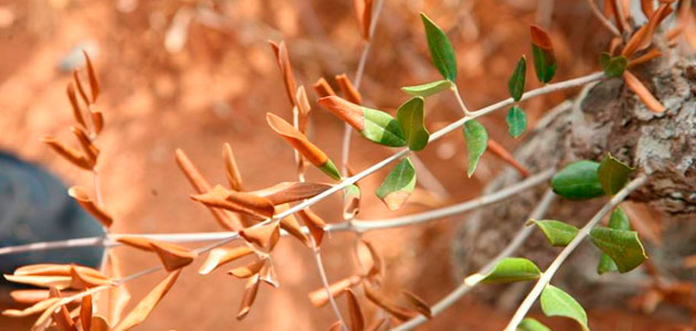 Ciclo de seminarios on line sobre la Xylella fastidiosa