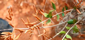 Ciclo de seminarios on line sobre la Xylella fastidiosa