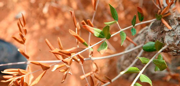 Ciclo de seminarios on line sobre la Xylella fastidiosa