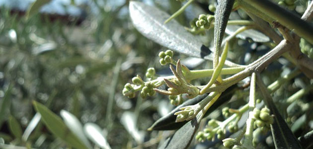 Combatir la Xylella con termoterapia aporta los primeros resultados positivos