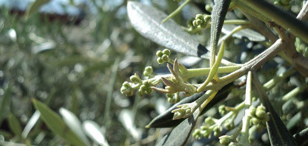 Restos digestivos delatan potenciales depredadores del vector de la Xylella fastidiosa en el olivar