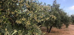 La CE concede a la UJA una acción de investigación "Marie Curie" sobre la Xylella fastidiosa