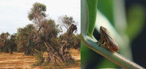 El Ciheam organiza en noviembre un curso internacional sobre la Xylella fastidiosa