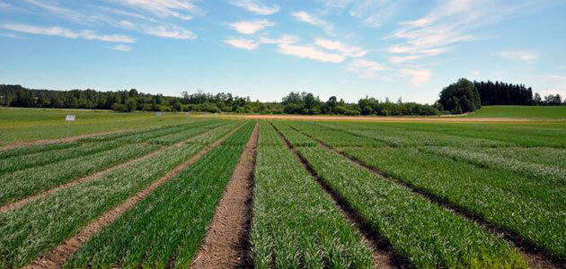 Yara y Lantmännen firman un acuerdo comercial de fertilizantes verdes