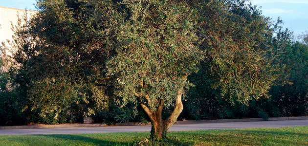 Zaragoza tendrá un jardín de olivos como símbolo mediterráneo para promover la paz y la tolerancia