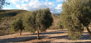 Transforman residuos de papel en una solución sostenible para recuperar suelos áridos