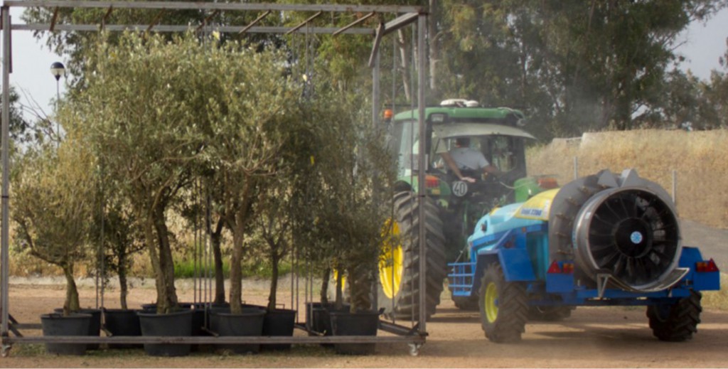 Tratamiento controlado en agrupación de olivos simulando un árbol adulto.