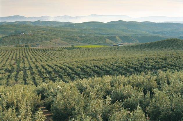 panoramica-Dop-baena