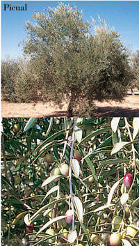 Olivo artificial con aceitunas 250